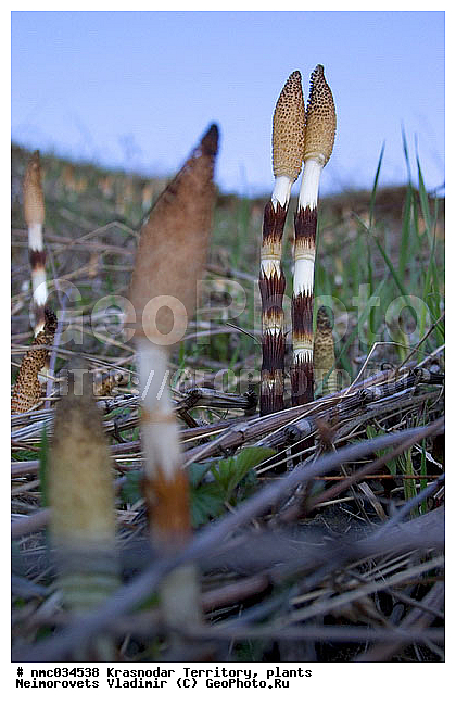 Equisetum telmateia, ������������� ����, ��������, ��������, ����������� �����, ���� �������, �����, ���������� ��������, ������������ ��������, ������������ ��������, ������, �����, XYZ, ��������, ���� ����������, Equisetum telmateia, Equisetum majus, Equisetum maximum