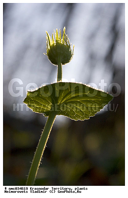 Doronicum orientale, ��������� ���������, ������������� ����, ����, ��������, ������, ������ ��������, �����, ���������� ��������, ������������ ��������, ������������ ��������, ������, �����, XYZ, ��������, �������������, Asteraceae, Compositae, ��������� �����������, ��������� ����������, ��������� ���������, Doronicum caucasicum