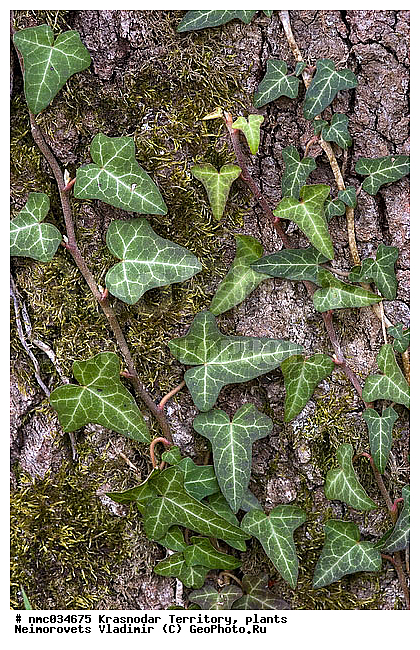Hedera helix, ������������� ����, ������, ����, ���� ������������, ��������, ������ ��������, �����, ���������� ��������, ������������ ��������, ������������ ��������, ������, �����, XYZ, ���������, Araliaceae, ���� ����������, ���� ��������, ���� ��������, ������������ ����, ���������� ����, �������� ����, �������� ����, �������, Hedera caucasigena, Hedera taurica