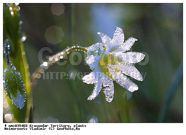 Stellaria holostea, ������������� ����, ���������� �������������, ����, ��������, ������, XYZ, �����������, ����������, Caryophyllaceae, ���������� ��������������, ���������� �������������, Alsine holostea