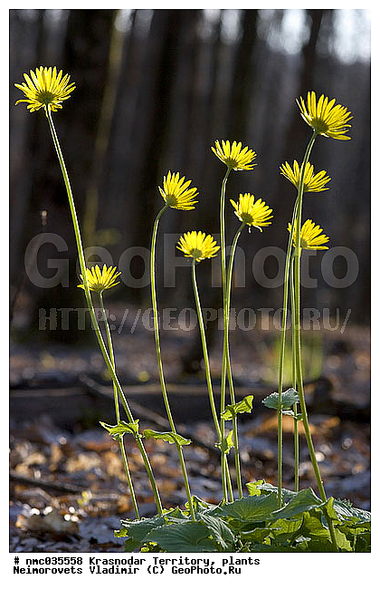 Doronicum orientale, ��������� ���������, ������������� ����, ������� ���, ��������, ������, ������ ��������, �����, ���������� ��������, ������������ ��������, ������������ ��������, ������, �����, XYZ, ��������, �������������, Asteraceae, Compositae, ��������� �����������, ��������� ����������, ��������� ���������, Doronicum caucasicum