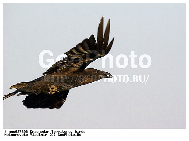 Corvus corax, ������������� ����, �����, �����, �����, ������ �����, ��������, ��������, �����, �����, ��������, �����������, XYZ, ��������, ���������, Corvidae, �����, Corvus corax