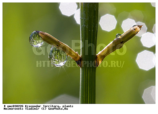 Equisetum pratense, ������������� ����, ��������, ������������ �����, �����, ���������, ��������, ����, ��������, ���� �������, �����, ������ ��������, �����, ���������� ��������, ������������ ��������, ������������ ��������, XYZ, ��������, Equisetaceae