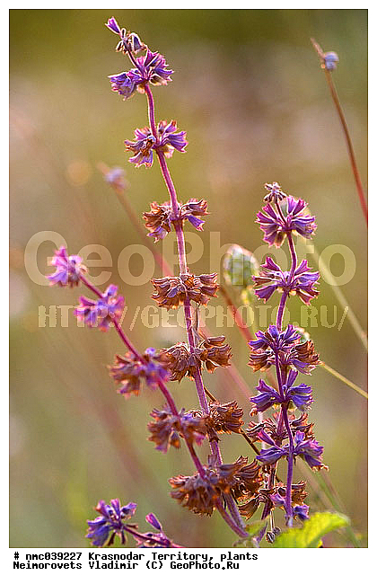 Salvia verticillata, ������������� ����, ������ ����������, ��������, �������, ����� �������, ������ ��������, �����, ���������� ��������, ������������ ��������, ������������ ��������, ������, �����, XYZ, ����������, �����������, Lamiaceae, Labiatae, XYZ, ����������, �����������, Lamiaceae, Labiatae, ������ ����������, Salvia verticillata