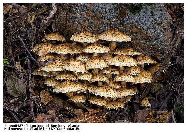Pholiota squarrosa, Strophariaceae, ������������� �������, ������� �����, ������������, ���������� ������������, ����, �����, �����, ������������ ����������� �������� "������� �����", ������������, ������������, �����, XYZ, ������������, Strophariaceae, ���������� ������������, ���������� ���������, Pholiota squarrosa