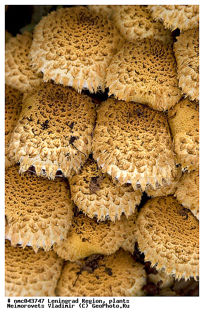 Pholiota squarrosa, Strophariaceae, ������������� �������, ������� �����, ������������, ���������� ������������, ����, �����, �����, ������������ ����������� �������� "������� �����", ������������, ������������, �����, XYZ, ������������, Strophariaceae, ���������� ������������, ���������� ���������, Pholiota squarrosa
