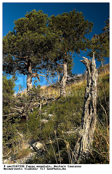 Juniperus excelsa, ���, ������� ��������� ������, ���� �����, �������� ������, ������������� ����, �����, ������-�������� ������, ����, ������������ �����������, �����, ������������ ����������� �������� �������, ��������, ����, ������ ��������, �����, ���������� ��������, ������������ ��������, ������������ ��������, �����������, Cupressaceae, ������������ �������, Juniperus excelsa, XYZ