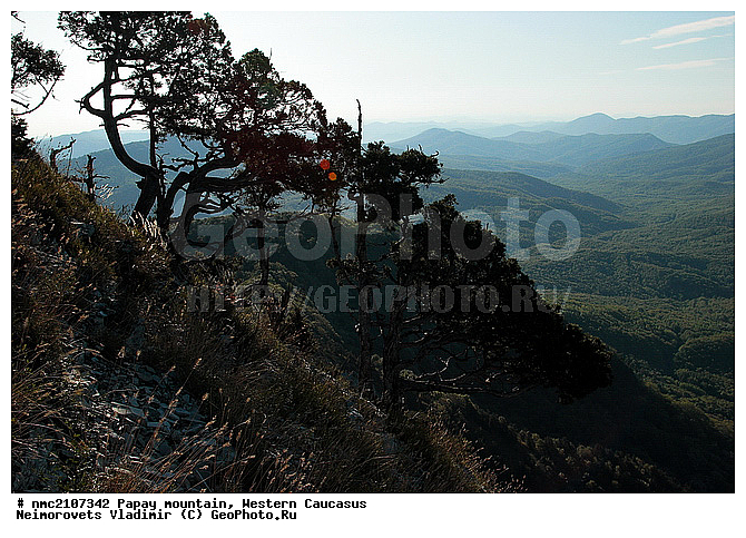 Juniperus excelsa, ���, ������� ��������� ������, ���� �����, �������� ������, ������������� ����, �����, ������-�������� ������, ����, ������������ �����������, �����, ������������ ����������� �������� �������, ��������, ����, ������ ��������, �����, ���������� ��������, ������������ ��������, ������������ ��������, �����������, Cupressaceae, ������������ �������, Juniperus excelsa, XYZ