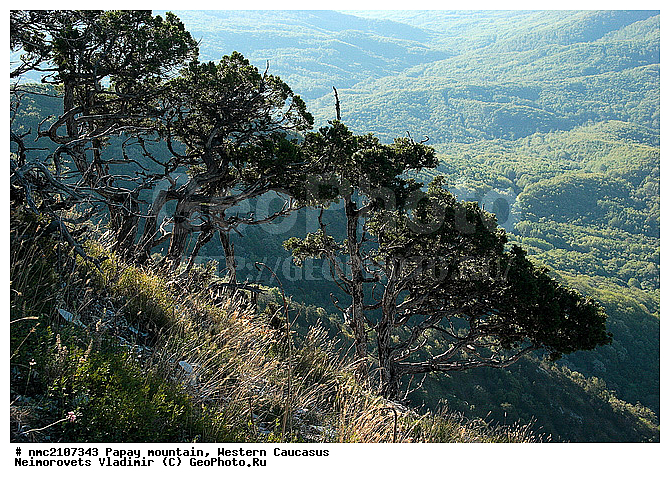 Juniperus excelsa, ���, ������� ��������� ������, ���� �����, �������� ������, ������������� ����, �����, ������-�������� ������, ����, ������������ �����������, �����, ������������ ����������� �������� �������, ��������, ����, ������ ��������, �����, ���������� ��������, ������������ ��������, ������������ ��������, �����������, Cupressaceae, ������������ �������, Juniperus excelsa, XYZ
