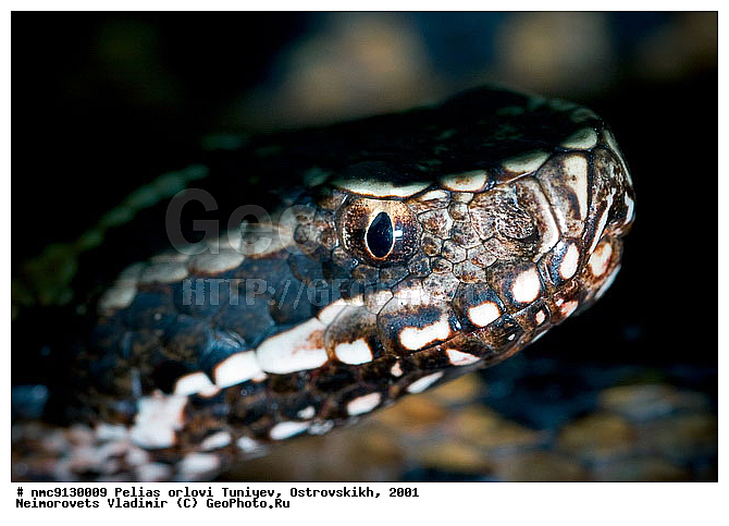 ������ ������, ������, ����, �������, ��������������, ������������� ����, ������, ��������, ��������, ��������������, ��������������, ��������, ��������, XYZ, ���������, Viperidae, Vipera kaznakovi, Vipera dinniki orlovi, ������ ������, Vipera orlovi, Pelias orlovi, ����, ����