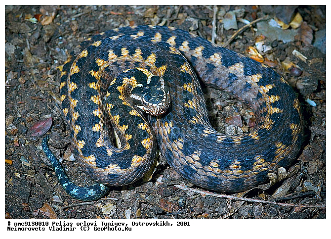 ������ ������, ������, ����, ��������������, ������������� ����, ������, ��������, ��������, ��������������, ��������������, ��������, ��������, XYZ, ���������, Viperidae, Vipera kaznakovi, Vipera dinniki orlovi, ������ ������, Vipera orlovi, Pelias orlovi, ����, ����