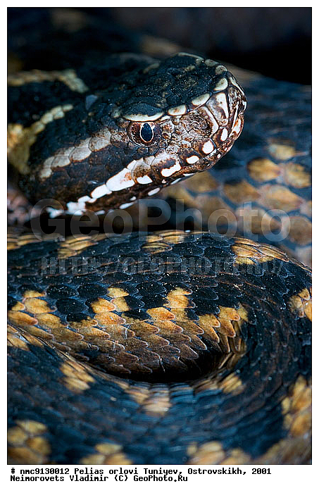 ������ ������, ������, ����, �������, ��������������, ������������� ����, ������, ��������, ��������, ��������������, ��������������, ��������, ��������, XYZ, ���������, Viperidae, Vipera kaznakovi, Vipera dinniki orlovi, ������ ������, Vipera orlovi, Pelias orlovi, ����, ����