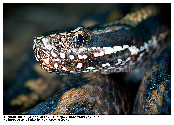 ������ ������, ������, ����, �������, ��������������, ������������� ����, ������, ��������, ��������, ��������������, ��������������, ��������, ��������, XYZ, ���������, Viperidae, Vipera kaznakovi, Vipera dinniki orlovi, ������ ������, Vipera orlovi, Pelias orlovi, ����, ����