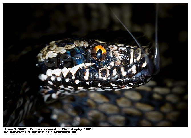 ������ �������, ������, ����, �������, ��������������, ������������� ����, ������, ��������, ��������, ��������������, ��������������, ��������, ��������, ����, ����, XYZ, �����������, Colubridae, ������� ������, �������� ������� ������, Vipera renardi, Vipera ursinii, Pelias renardi