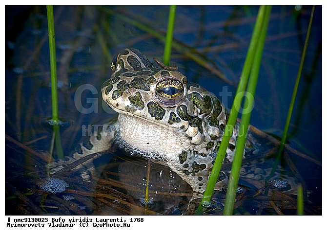 ���� �������, �������, ����, ����, �����������, �������, ����� �����������, ������������� ����, ������, ��������, ��������, �����������, �����������, �������, �������, �������, �������, XYZ, ����, ��������� ����, Bufonidae, ������ ����, ������� ����, Bufo viridis, Pseudepidalea viridis