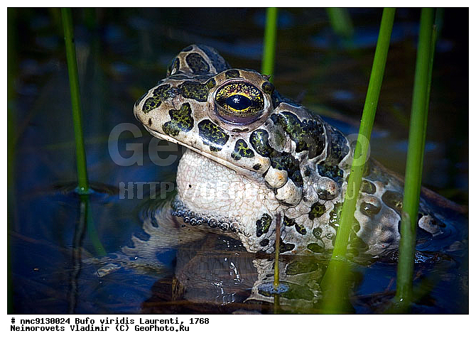 ���� �������, �������, ����, ����, �����������, �������, ����� �����������, ������������� ����, ������, ��������, ��������, �����������, �����������, �������, �������, �������, �������, XYZ, ����, ��������� ����, Bufonidae, ������ ����, ������� ����, Bufo viridis, Pseudepidalea viridis