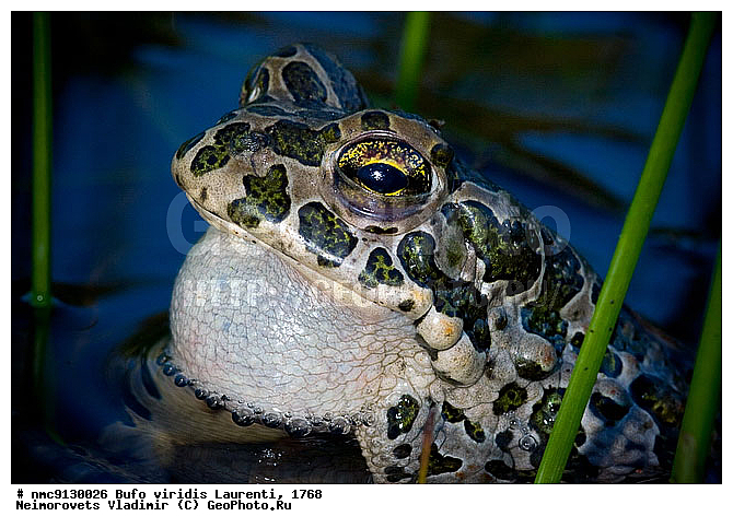 ���� �������, �������, ����, ����, �����������, �������, ����� �����������, ������������� ����, ������, ��������, ��������, �����������, �����������, �������, �������, �������, �������, XYZ, ����, ��������� ����, Bufonidae, ������ ����, ������� ����, Bufo viridis, Pseudepidalea viridis