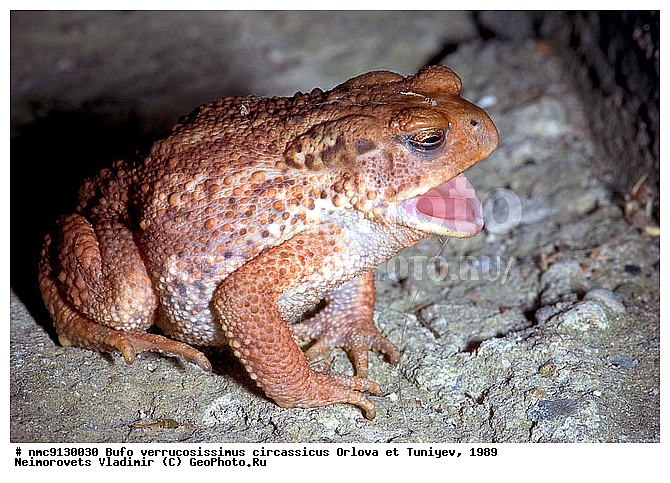 ���������� ����, �������, ����, �����������, ������������� ����, ������, ��������, ��������, �����������, �����������, �������, �������, �������, �������, XYZ, ����, ��������� ����, Bufonidae, ���������� ����, ���������� ����, Bufo verrucosissimus verrucosissimus, ���������� ����