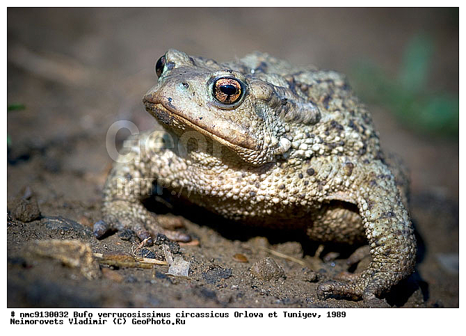 ���������� ����, �������, ����, �����������, ������������� ����, ������, ��������, ��������, �����������, �����������, �������, �������, �������, �������, XYZ, ����, ��������� ����, Bufonidae, ���������� ����, ���������� ����, Bufo verrucosissimus verrucosissimus, ���������� ����