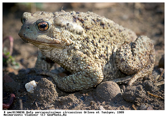 ���������� ����, �������, ����, �����������, ������������� ����, ������, ��������, ��������, �����������, �����������, �������, �������, �������, �������, XYZ, ����, ��������� ����, Bufonidae, ���������� ����, ���������� ����, Bufo verrucosissimus verrucosissimus, ���������� ����