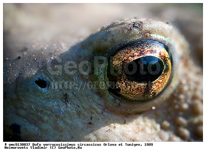 ���������� ����, �������, ����, ����, �����������, �������, ������������� ����, ������, ��������, ��������, �����������, �����������, �������, �������, �������, �������, XYZ, ����, ��������� ����, Bufonidae, ���������� ����, ���������� ����, Bufo verrucosissimus verrucosissimus, ���������� ����