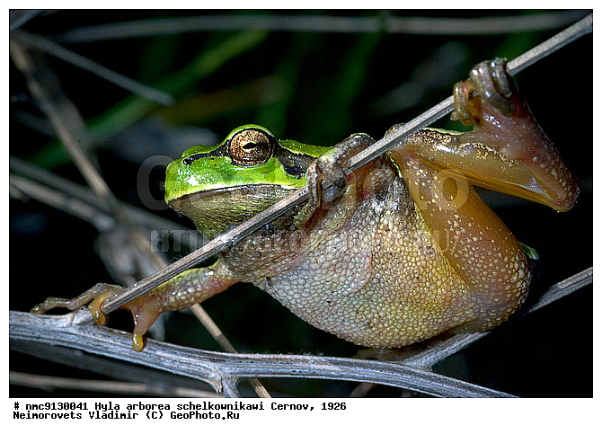 ������ ������������, �������, �����������, ������, �������, ������������� ����, ������, ��������, ��������, �����������, �����������, �������, �������, �������, �������, XYZ, ������, ��������� �������, ����������, Hylidae, ������������ ������, ����������, Hyla arborea, ������ ������������, schelkownikowi, ������ ������������