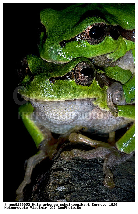 ������ ������������, �������, ������� ����, �����������, ������, �������, ������������� ����, ������, ��������, ��������, �����������, �����������, �������, �������, �������, �������, XYZ, ������, ��������� �������, ����������, Hylidae, ������������ ������, ����������, Hyla arborea, ������ ������������, schelkownikowi, ������ ������������