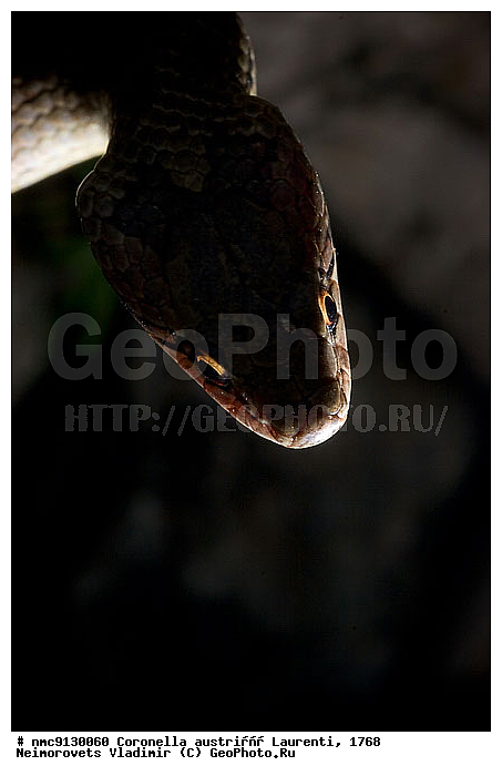 ������������ �������, ����, �������, �������, ��������������, ������������� ����, ������, ��������, ��������, ��������������, ��������������, ��������, ��������, ����, ����, XYZ, �����������, Colubridae, ������������ �������, Coronella austriaca