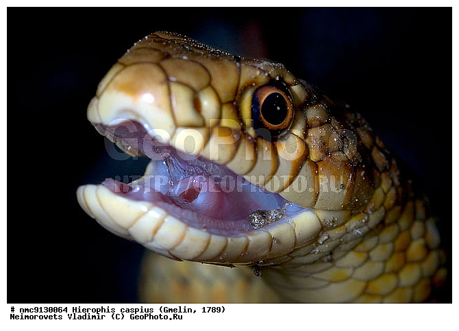 ����� �����������, ����, �����, ����� ����������, �������, ��������������, ������������� ����, ������, ��������, ��������, ��������������, ��������������, ��������, ��������, ����, ����, XYZ, �����������, Colubridae, ���������� �����, ����������� �����, Dolichophis caspius, Coluber jugularis caspius, Coluber caspius, Hierophis caspius