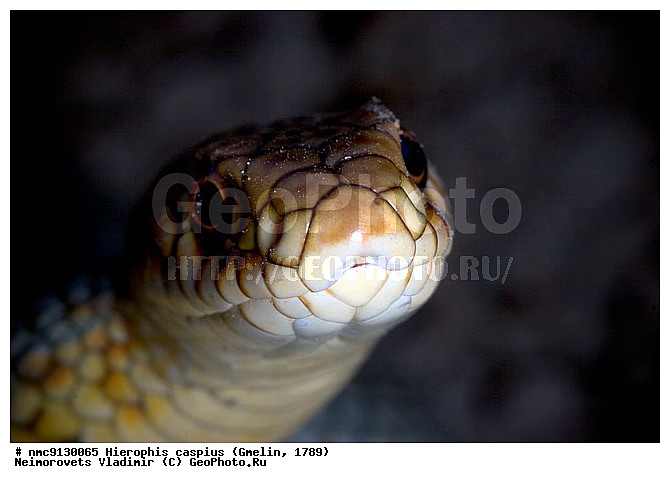 ����� �����������, ����, �����, ����� ����������, �������, ��������������, ������������� ����, ������, ��������, ��������, ��������������, ��������������, ��������, ��������, ����, ����, XYZ, �����������, Colubridae, ���������� �����, ����������� �����, Dolichophis caspius, Coluber jugularis caspius, Coluber caspius, Hierophis caspius