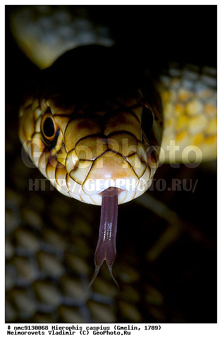 ����� �����������, ����, �����, ����� ����������, �������, ��������������, ������������� ����, ������, ��������, ��������, ��������������, ��������������, ��������, ��������, ����, ����, XYZ, �����������, Colubridae, ���������� �����, ����������� �����, Dolichophis caspius, Coluber jugularis caspius, Coluber caspius, Hierophis caspius