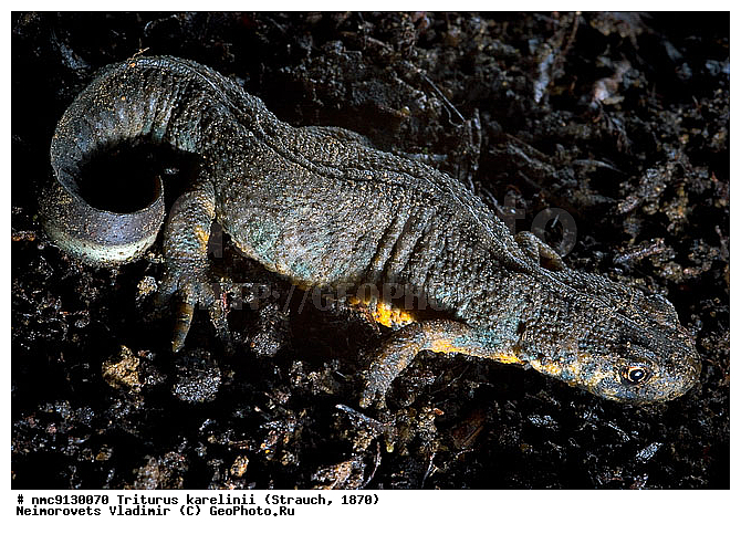 ������ ��������, �������, �����������, ������, �������, ��������, ��������, �����������, �����������, �������, �������, XYZ, �������������, ��������� ����������, Salamandridae, ������ ��������, Triturus karelinii