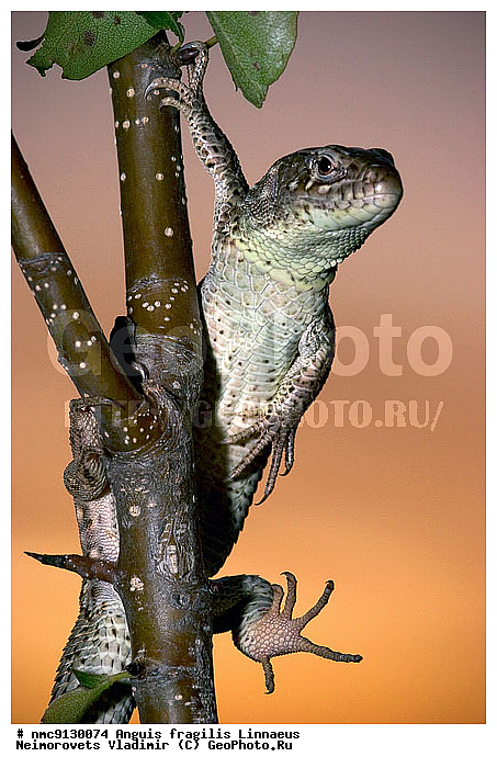 ������� �������, ��������������, �����, �������, ������������� ����, ������, ��������, ��������, ��������������, ��������������, ��������, ��������, XYZ, ��������� �������, ���������, Lacertida, ������� �������, ��������� �������, ������������ �������, Lacerta agilis, ������ ������� �������, Lacerta agilis exigua