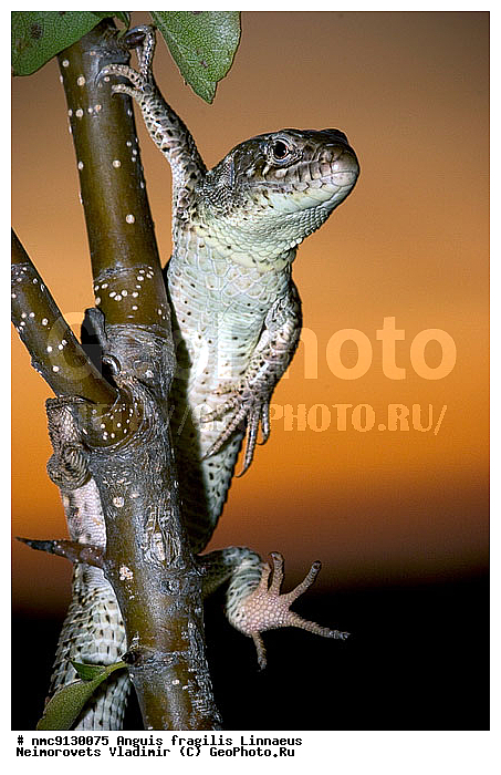 ������� �������, ��������������, �����, �������, ������������� ����, ������, ��������, ��������, ��������������, ��������������, ��������, ��������, XYZ, ��������� �������, ���������, Lacertida, ������� �������, ��������� �������, ������������ �������, Lacerta agilis, ������ ������� �������, Lacerta agilis exigua