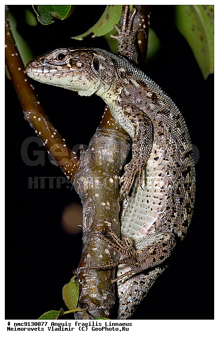 ������� �������, ��������������, �����, �������, ������������� ����, ������, ��������, ��������, ��������������, ��������������, ��������, ��������, XYZ, ��������� �������, ���������, Lacertida, ������� �������, ��������� �������, ������������ �������, Lacerta agilis, ������ ������� �������, Lacerta agilis exigua