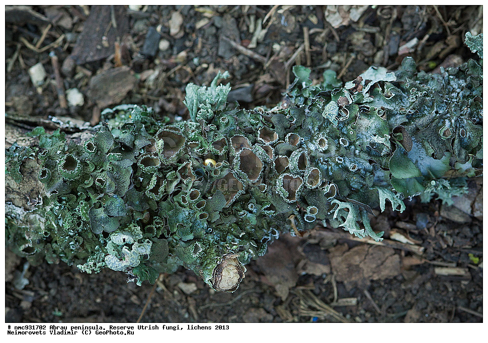 ����������, �����, ����������, �����, �����, ���������