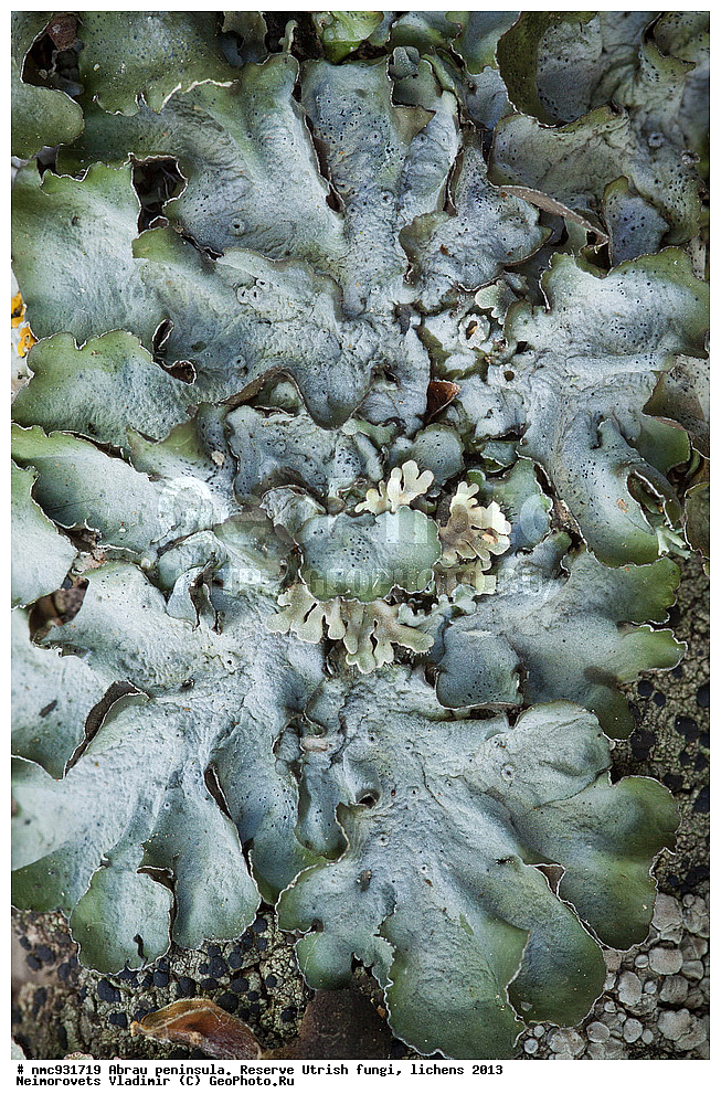 ����������, �����, ����������, �����, �����, ���������