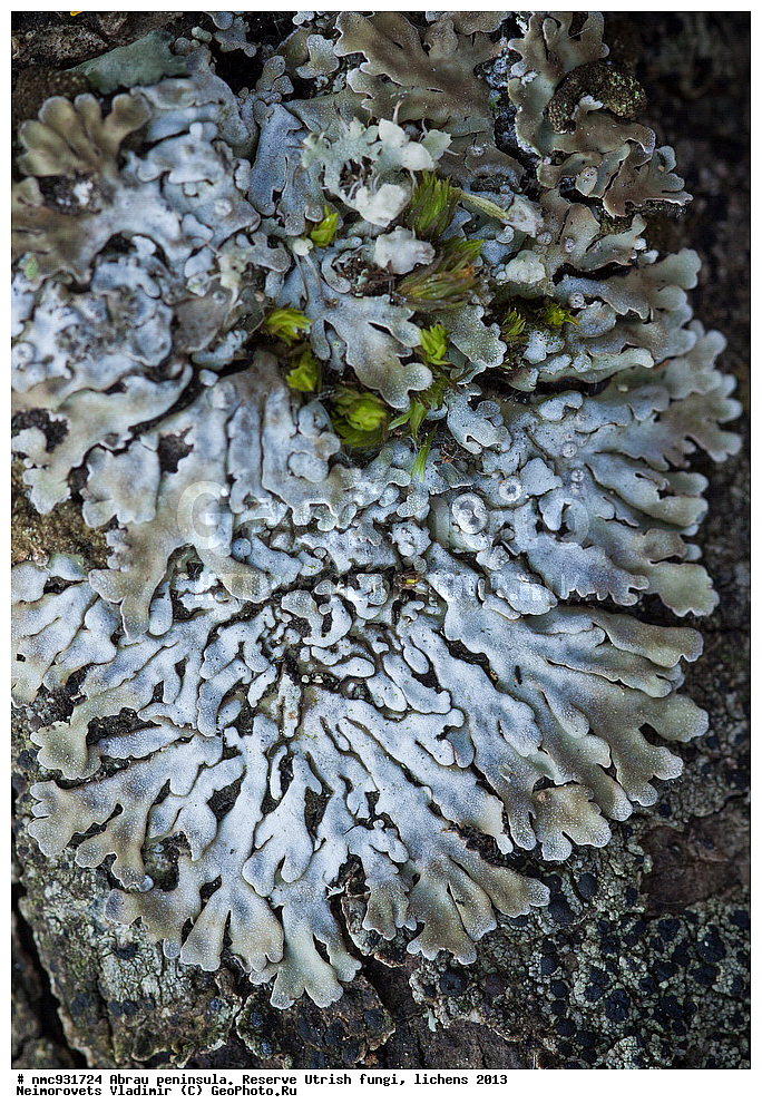 ����������, �����, ����������, �����, �����, ���������