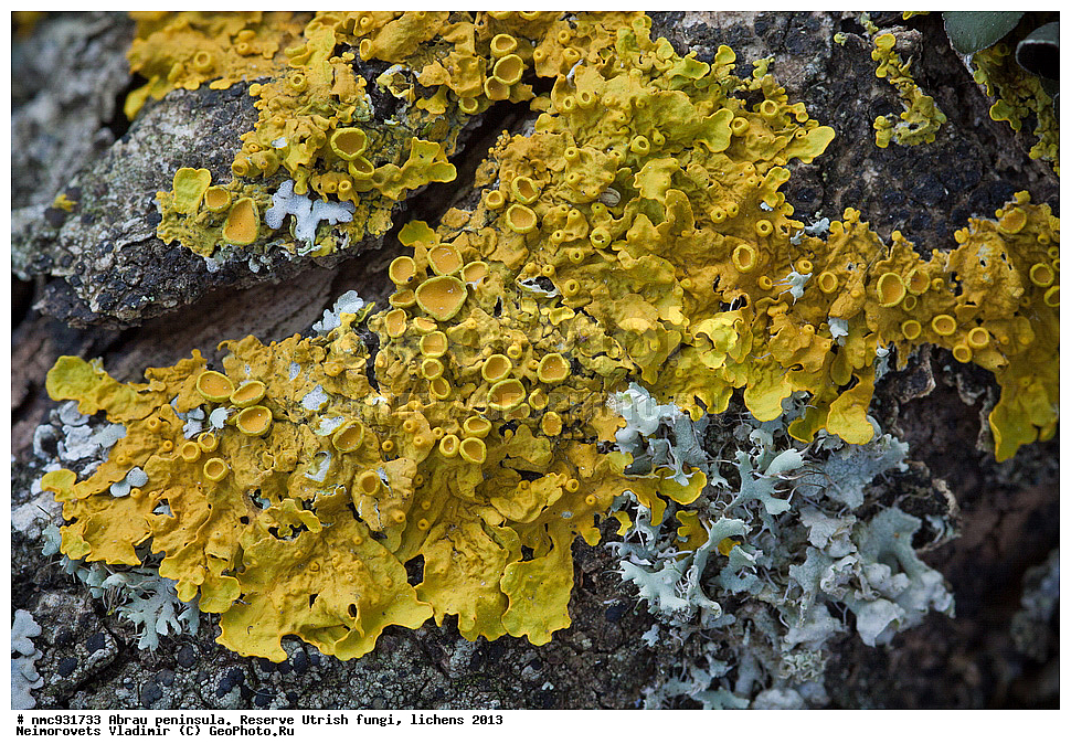 ����������, �����, ����������, �����, �����, ���������