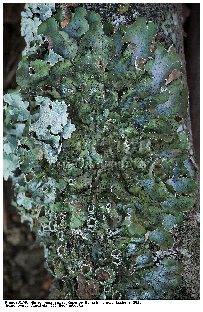 ����������, �����, ����������, �����, �����, ���������