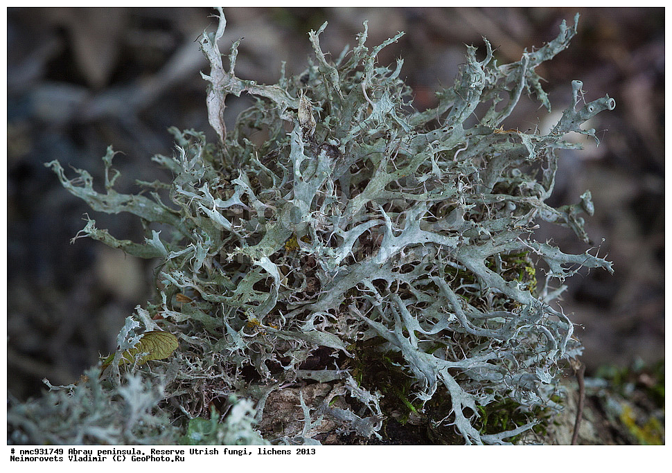 ����������, �����, ����������, �����, �����, ���������