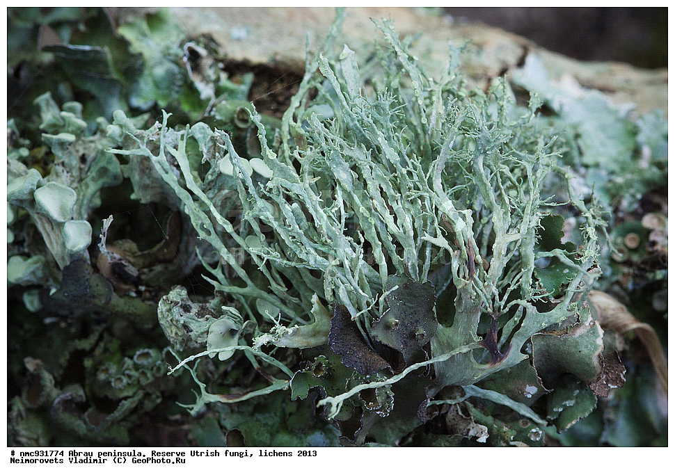 ����������, �����, ����������, �����, �����, ���������