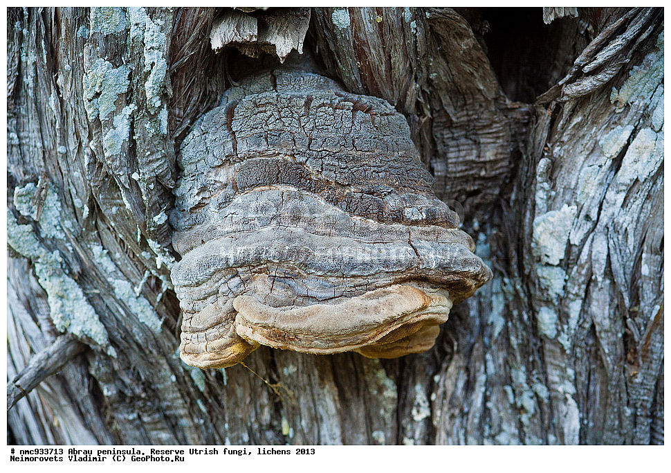 ����������, �����, ����������, �����, �����, ���������