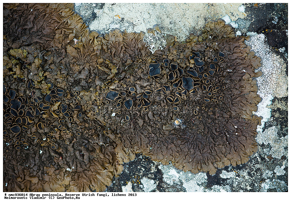 ����������, �����, ����������, �����, �����, ���������