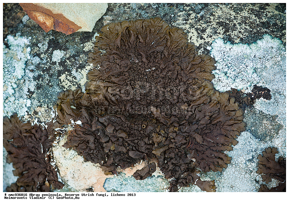 ����������, �����, ����������, �����, �����, ���������