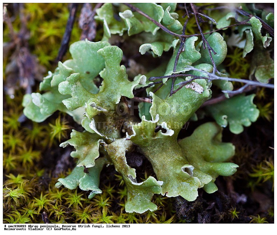 ����������, �����, ����������, �����, �����, ���������