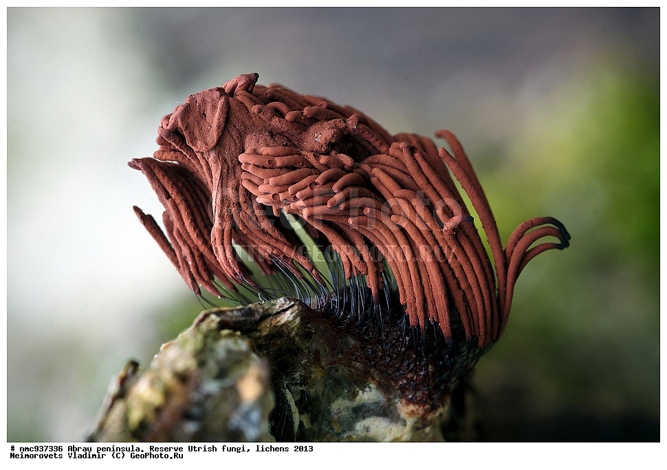 ����������, �����, ����������, �����, �����, ���������