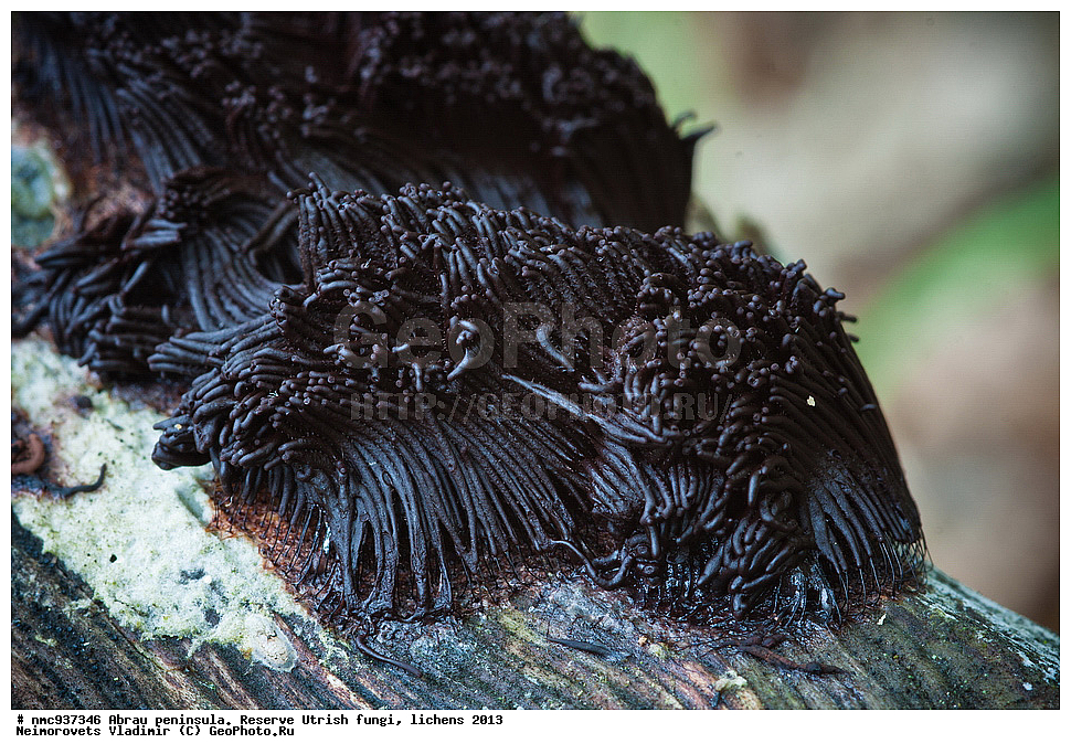 ����������, �����, ����������, �����, �����, ���������