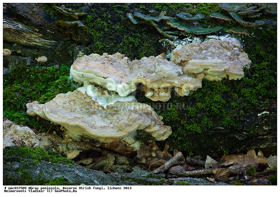 ����������, �����, ����������, �����, �����, ���������