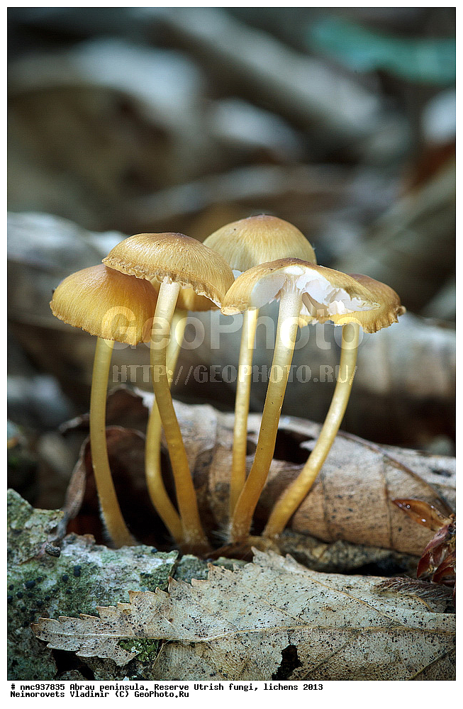 ����������, �����, ����������, �����, �����, ���������